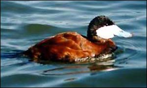 Ruddy duck