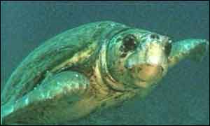 Loggerhead turtle, <I>Caretta caretta</I> (BBC)