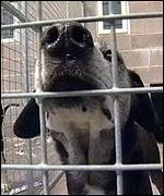 A dog at the Worcestershire Animal Shelter