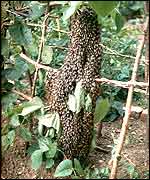 A swarm of bees 