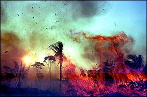 Trees in flames   M Friedlander/Unep/Topham