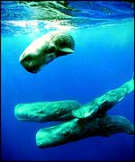 Three sperm whales beneath surface   Unep