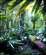 Tropical forest vegetation   M Schneider/Unep/Topham