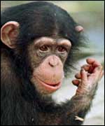 A chimpanzee, PA