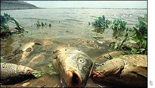 Dead fish on a river outside Seville following the spill  