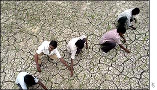 Farmers pluck out dry rice paddy in Gujarat