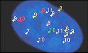 Human colon cancer cell nucleus (<I>Image: Science</I>)