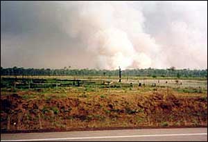 Fires in forest beyond road   Hugh Eva