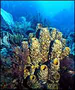 Sponges growing on coral   Callum Roberts
