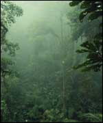 Trees in clouds   R O Lawton