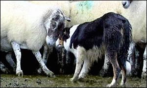 A clip from The Year of the Working Sheepdog