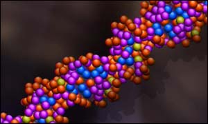 Human DNA strand