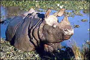 Rhino in water   � WWF-CANON/J Rey-Millet