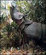 Javan rhino in Indonesia   � Foead, Yahya and Sumadi/WWF