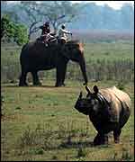 Elephant and rhino in Nepal   � WWF-Canon/Michel Gunther
