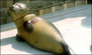Seal