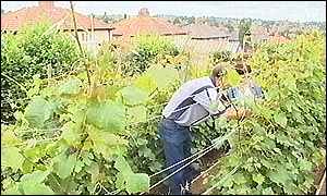 Dudley vineyard