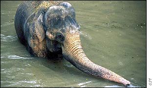 Kadir the elephant