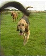 Bloodhounds