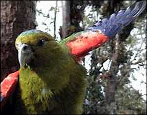 Parrot with wings spread   Jorge Velasquez/Fundacion ProAves-Colombia  