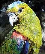 Head-on parrot shot   Jorge Velasquez/Fundacion ProAves-Colombia  