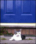 Boo Boo the cat