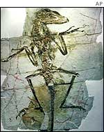 Dinosaur fossil
