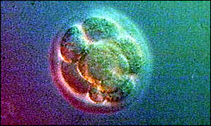 Embryo