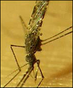 mosquito