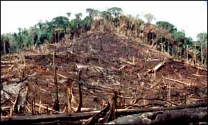 Burnt forest