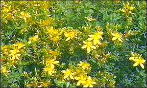 St John's Wort  is a basis for a popular remedy