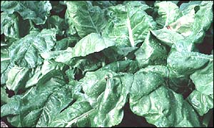 Spinach