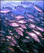 Snappers shoaling   Rachel T. Graham