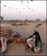 Cattle carcase and vultures   Defra