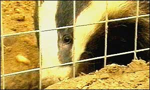 A badger