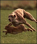 Hare tries to elude dog   PA