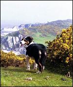 sheepdog