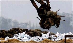 cattle pyre