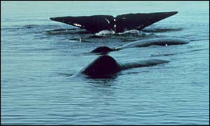 Sperm whale flukes   NOAA