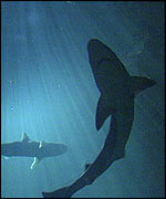 Sharks in sea   BBC