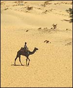 Camel in desert   BBC