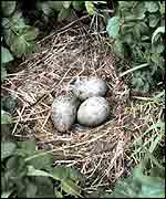 Three gulls' eggs in nest   NOAA