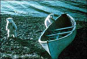 Two bears by beached boat   NOAA