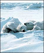Three sleeping bears   NOAA