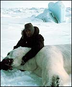 Man on ice with recumbent bear   NOAA