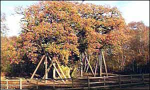 The Major Oak