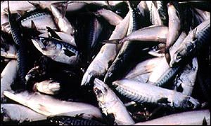 Mackerel is a kind of oily fish