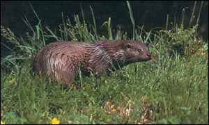 Otter