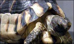 Tortoise