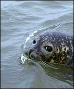 Seal